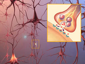 Neuroni e Sinapsi