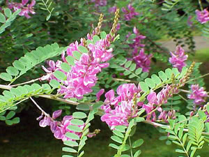 Indigofera tinctoria