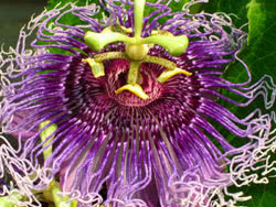 Passiflora