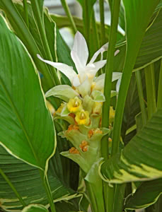 Curcuma