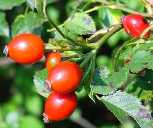 Rosa Canina