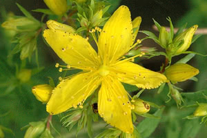 Fiore di Iperico