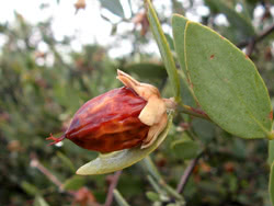 Frutto di Jojoba