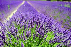 Coltivazione di Lavanda