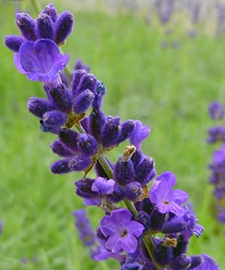 Fiori di Lavanda