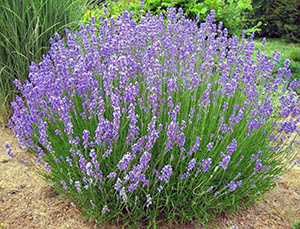 È una cipria alla lavanda con la consistenza di una cera. Ottima alter