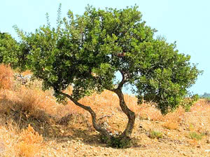 Pistacia lentiscus