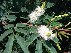 Mimosa Tenuiflora - Tepezcohuite