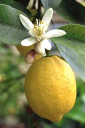 Limone