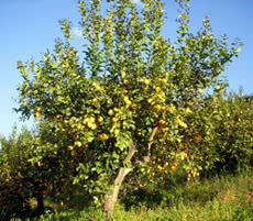 Albero di Limone