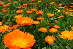 Calendula