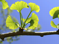 Ginkgo biloba