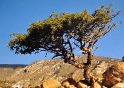 Commiphora myrrha