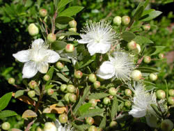 Fiori di Mirto