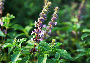 Basilico Santo (Tulsi)