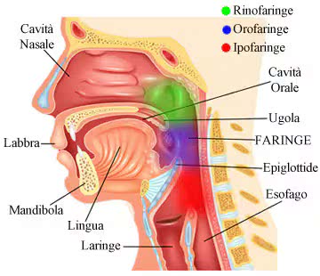 Struttura della Faringe