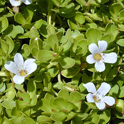 Bacopa monnieri