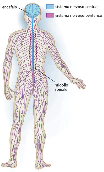 Sistema nervoso centrale e periferico