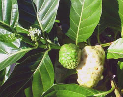 Noni