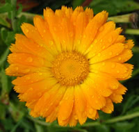 Calendula