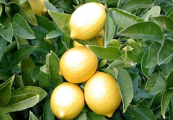 Limone