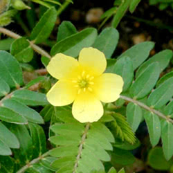 Tribulus terrestris