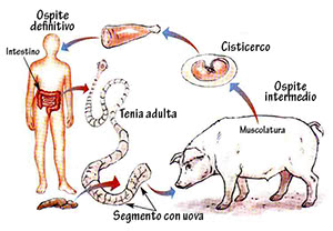 Ciclo vitale della Tenia