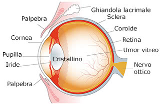 Anatomia dell'occhio