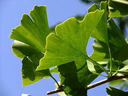 Ginkgo biloba