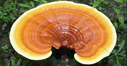 Reishi