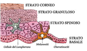 Struttura dell'Epidermide