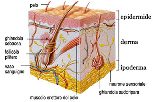 Struttura della pelle