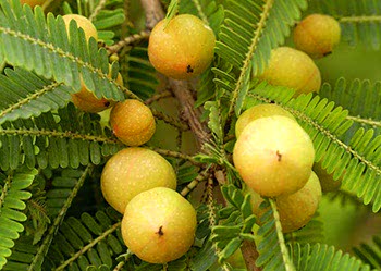 Amla (Emblica)