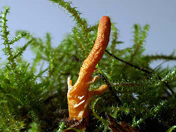 Cordyceps