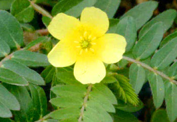 Tribulus