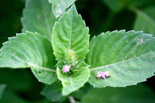 Tulsi