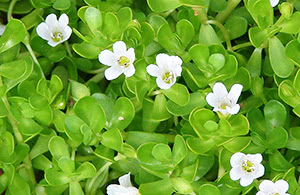 Brahmi (Bacopa)