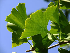 Ginkgo biloba