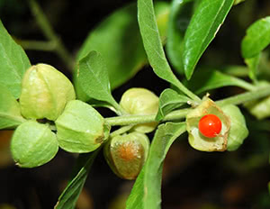 Ashwagandha - Withania