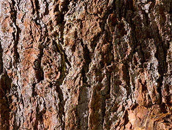 Corteccia di Pino cembro