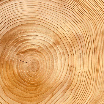 Legno di Pino cembro