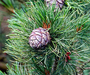 Pigne di Pino cembro