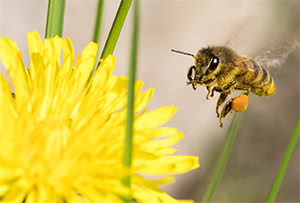 Raccolta del polline da parte delle api