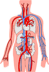 Prevenzione disturbi cardiovascolari