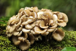 Funghi medicinali - Maitake