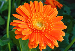 Calendula