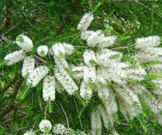 Melaleuca (Tea Tree)