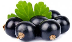 Ribes nero