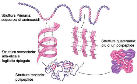 Struttura delle proteine