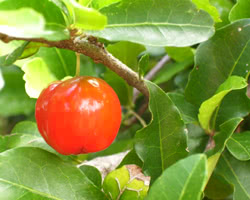 Acerola